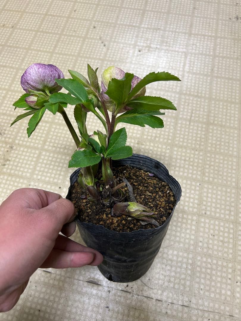 手毬ホワイト交配 加藤農園 クリスマスローズ 同梱可能