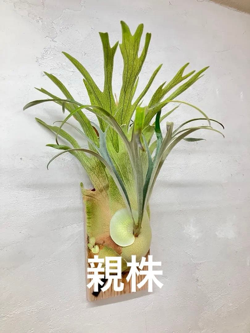 ビカクシダ　キヨヒメ　トキントキン　清姫　kiyohime 子株