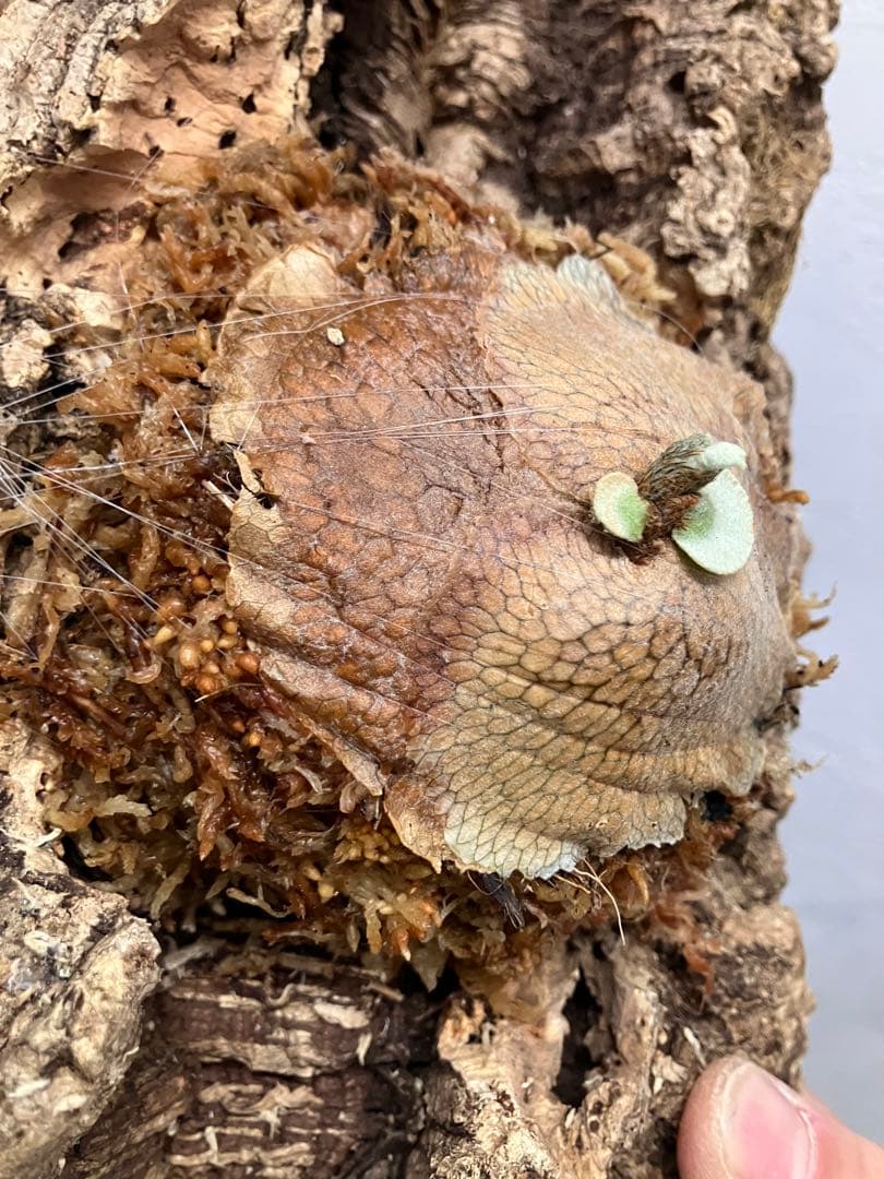 ビカクシダ　キヨヒメ　トキントキン　清姫　kiyohime 子株　コルク付け