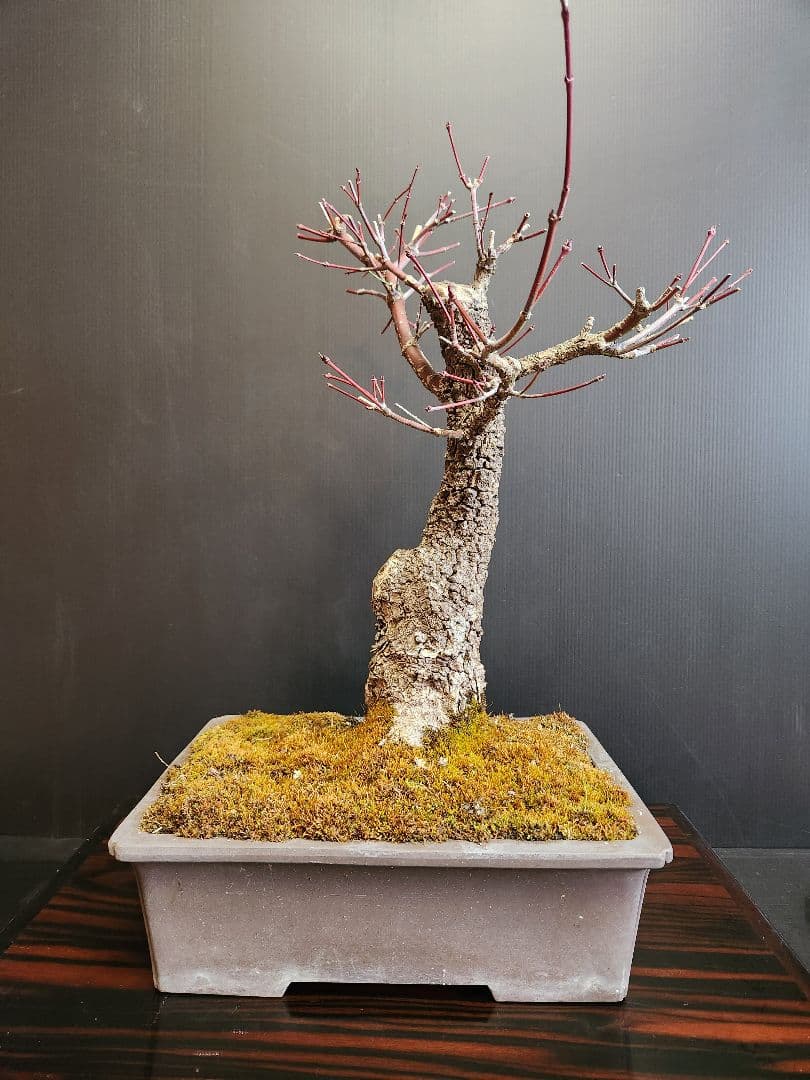 荒皮紅葉 荒皮もみじ 荒皮紅葉盆栽 もみじ盆栽 楓 カエデ