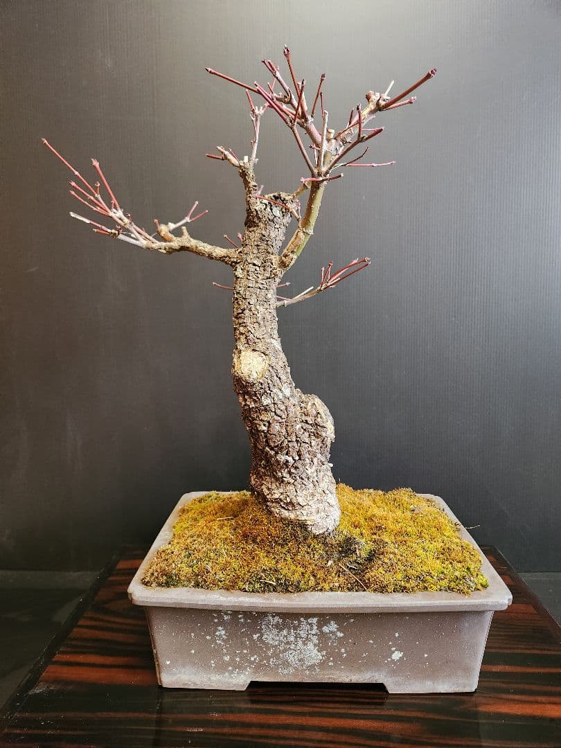 荒皮紅葉 荒皮もみじ 荒皮紅葉盆栽 もみじ盆栽 楓 カエデ