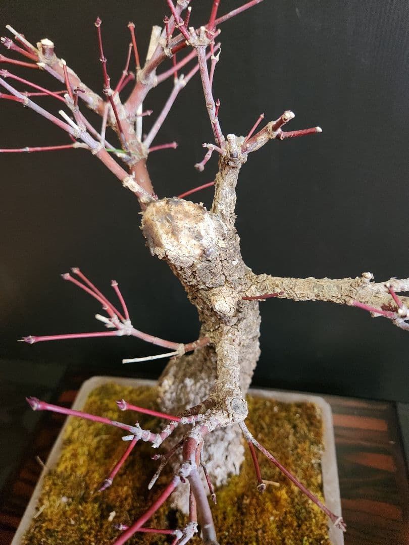 荒皮紅葉 荒皮もみじ 荒皮紅葉盆栽 もみじ盆栽 楓 カエデ