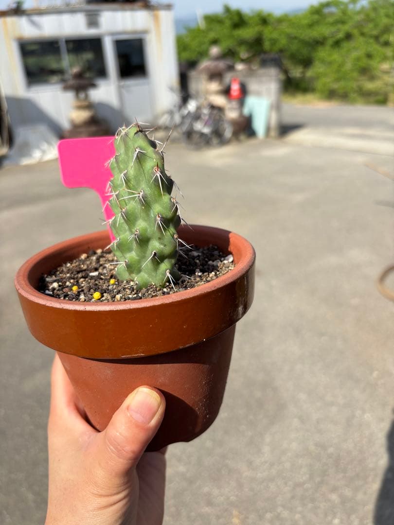 【珍品】多肉植物 硫黄団扇 赤い妖