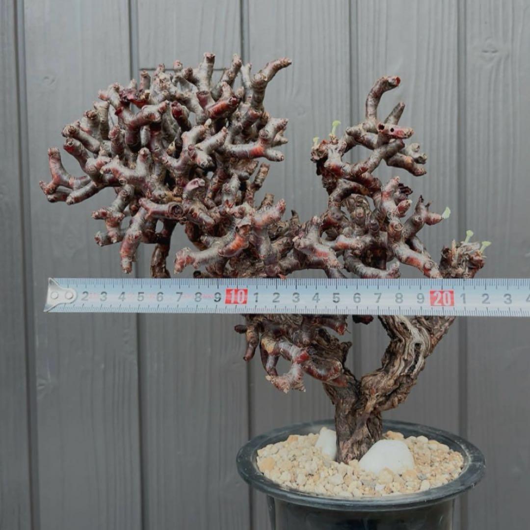 《期間限定販売❗️》『ペラルゴニウム　ミラビレ③』現地球　発根済み極美大株