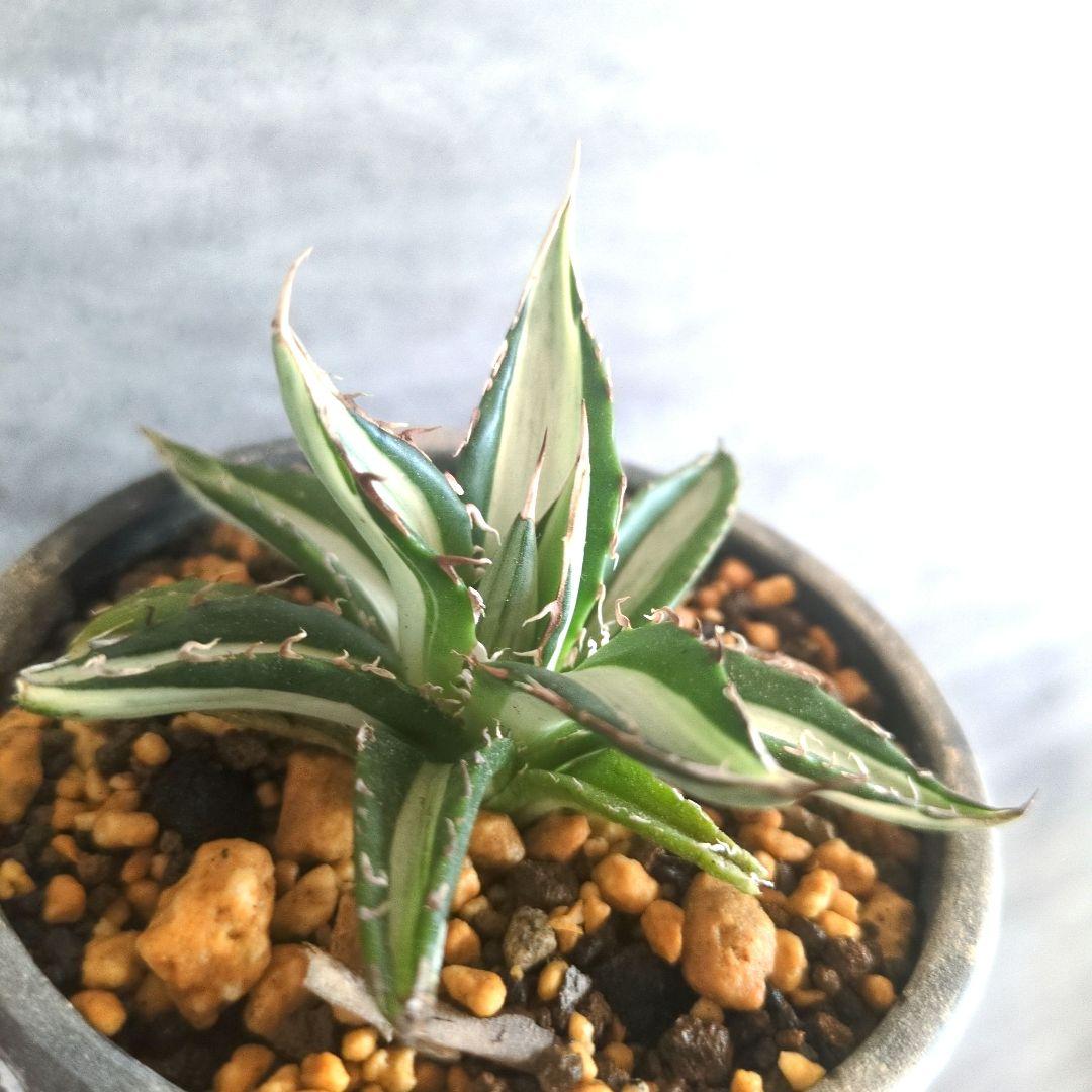 アガベ　ホリダ　中白斑　チタノタ　アガベホリダ　ホリダ錦　極上株