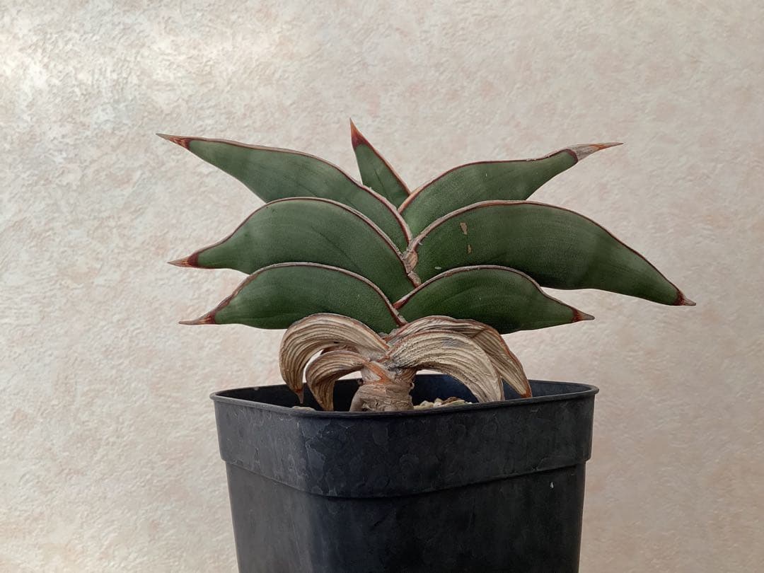 サンセベリア　ロリダ