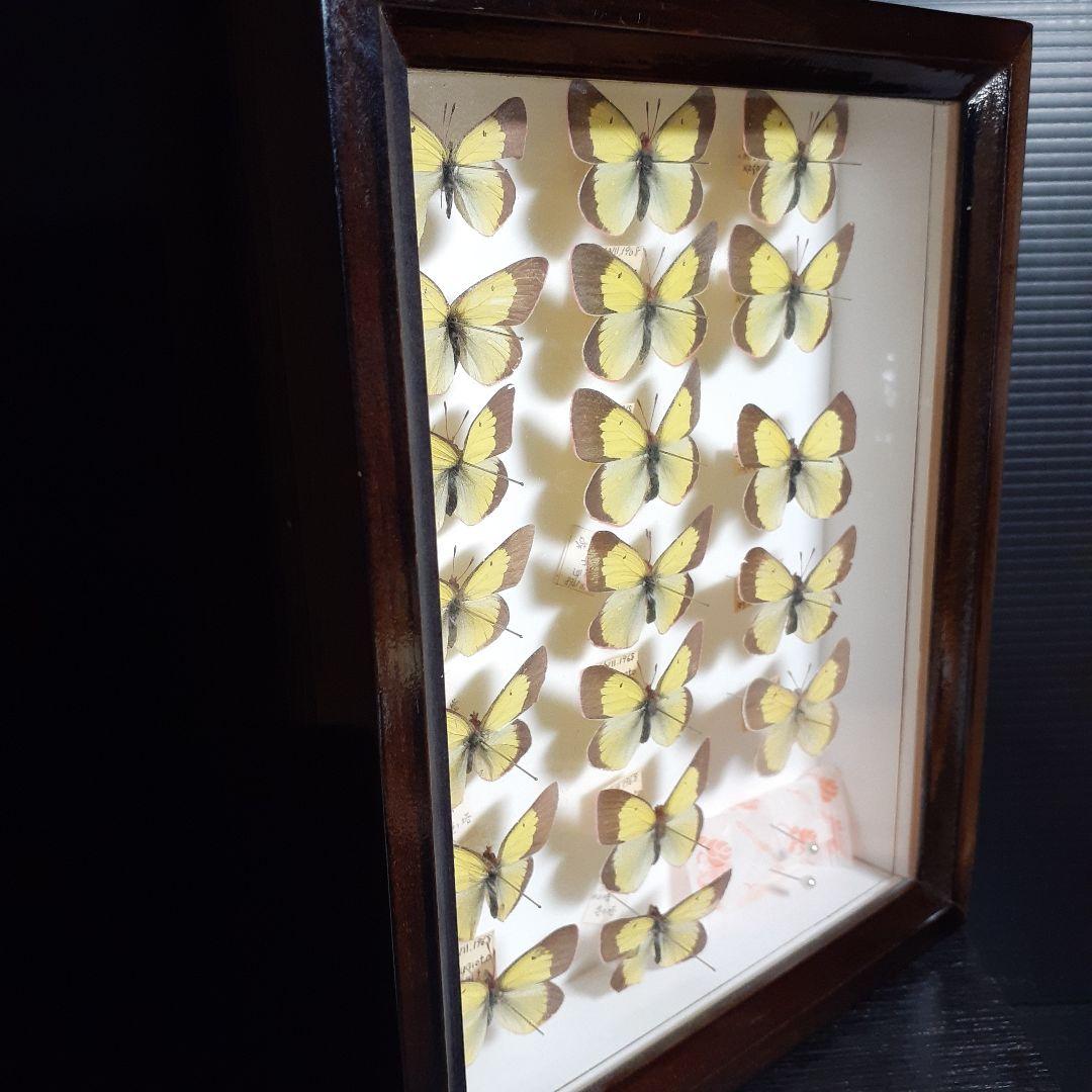 蝶標本　ミヤマモンキチョウ　(規制前採集)ドイツ標本箱二箱入り