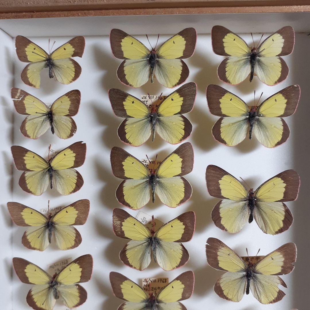 蝶標本　ミヤマモンキチョウ　(規制前採集)ドイツ標本箱二箱入り