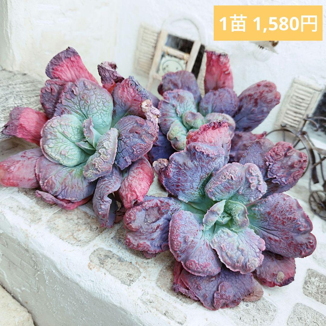 エンタ◎多肉植物 カット苗 輸入苗 エケベリア等