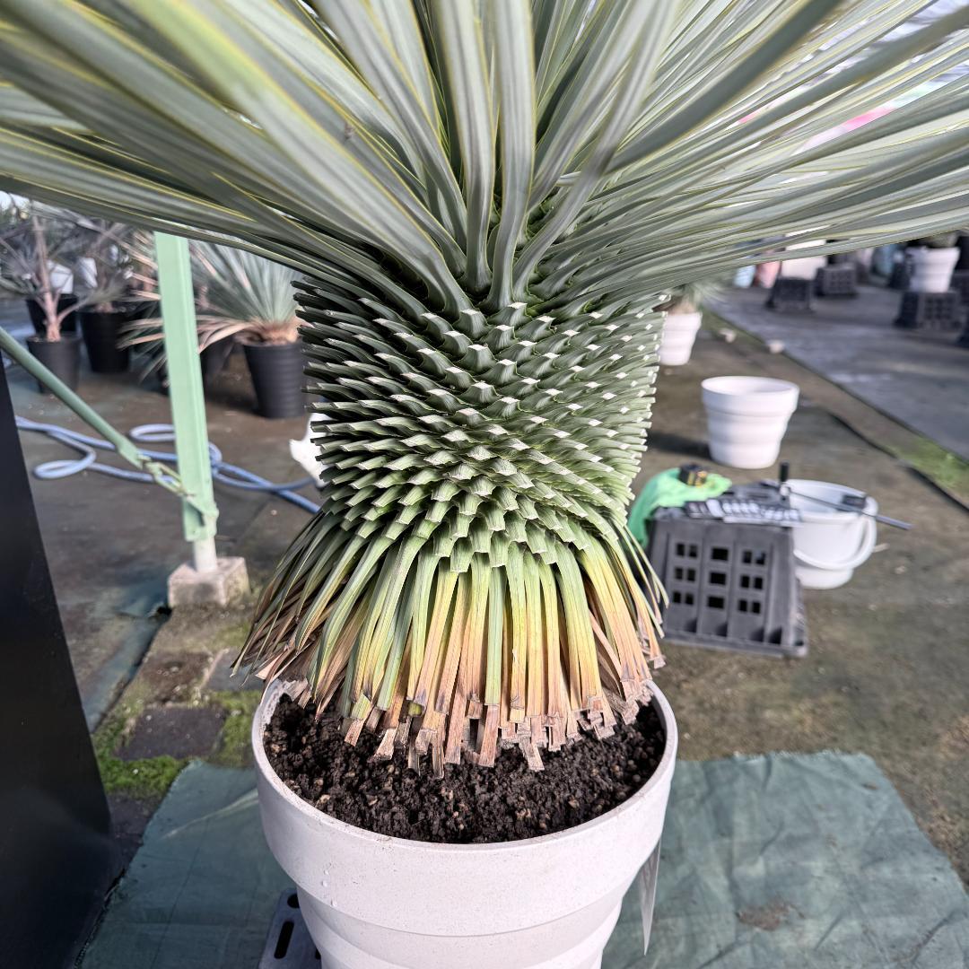 【AL F-1136】ユッカ　ロストラータ　美形　超超極太個体　シルバーブルー