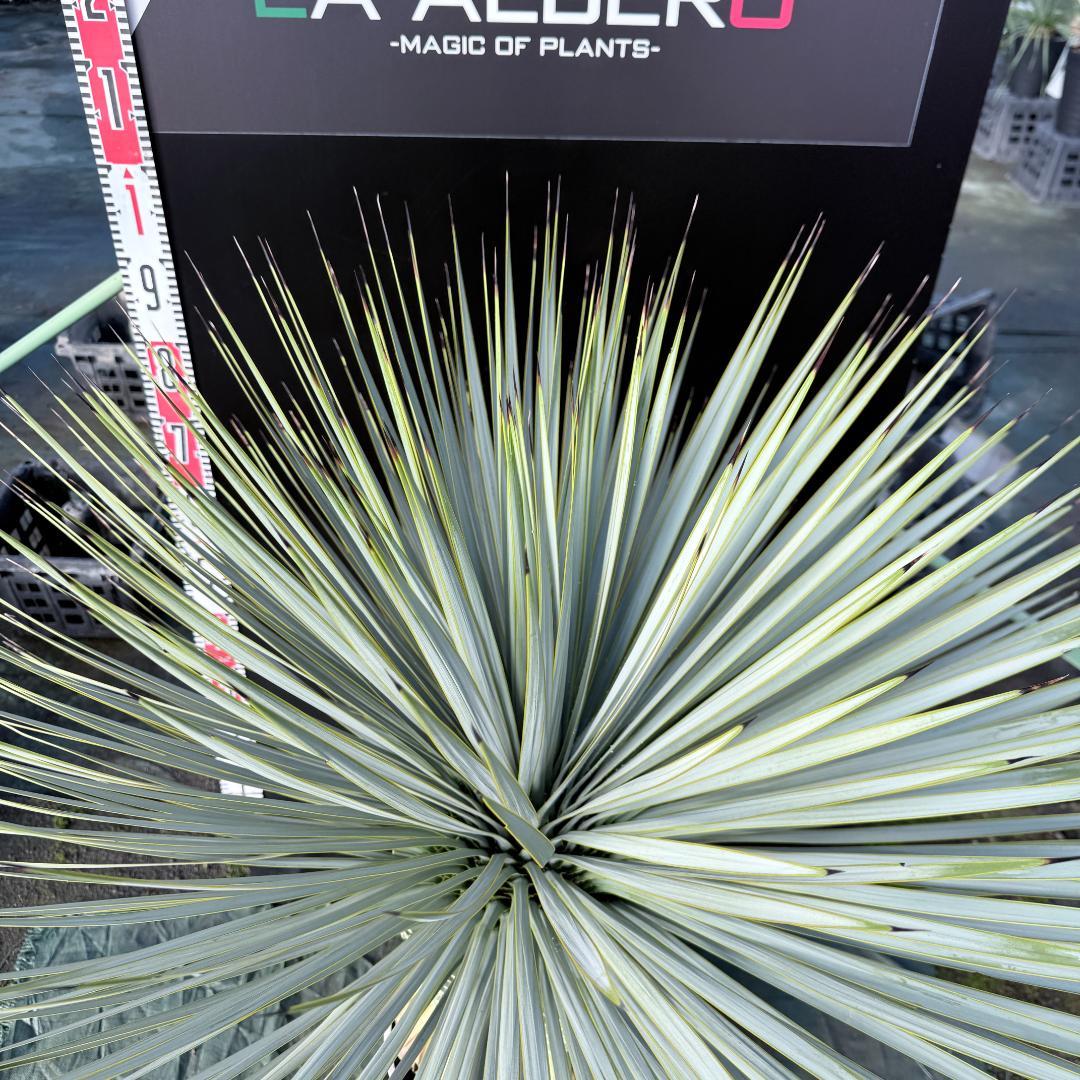 【AL F-1136】ユッカ　ロストラータ　美形　超超極太個体　シルバーブルー