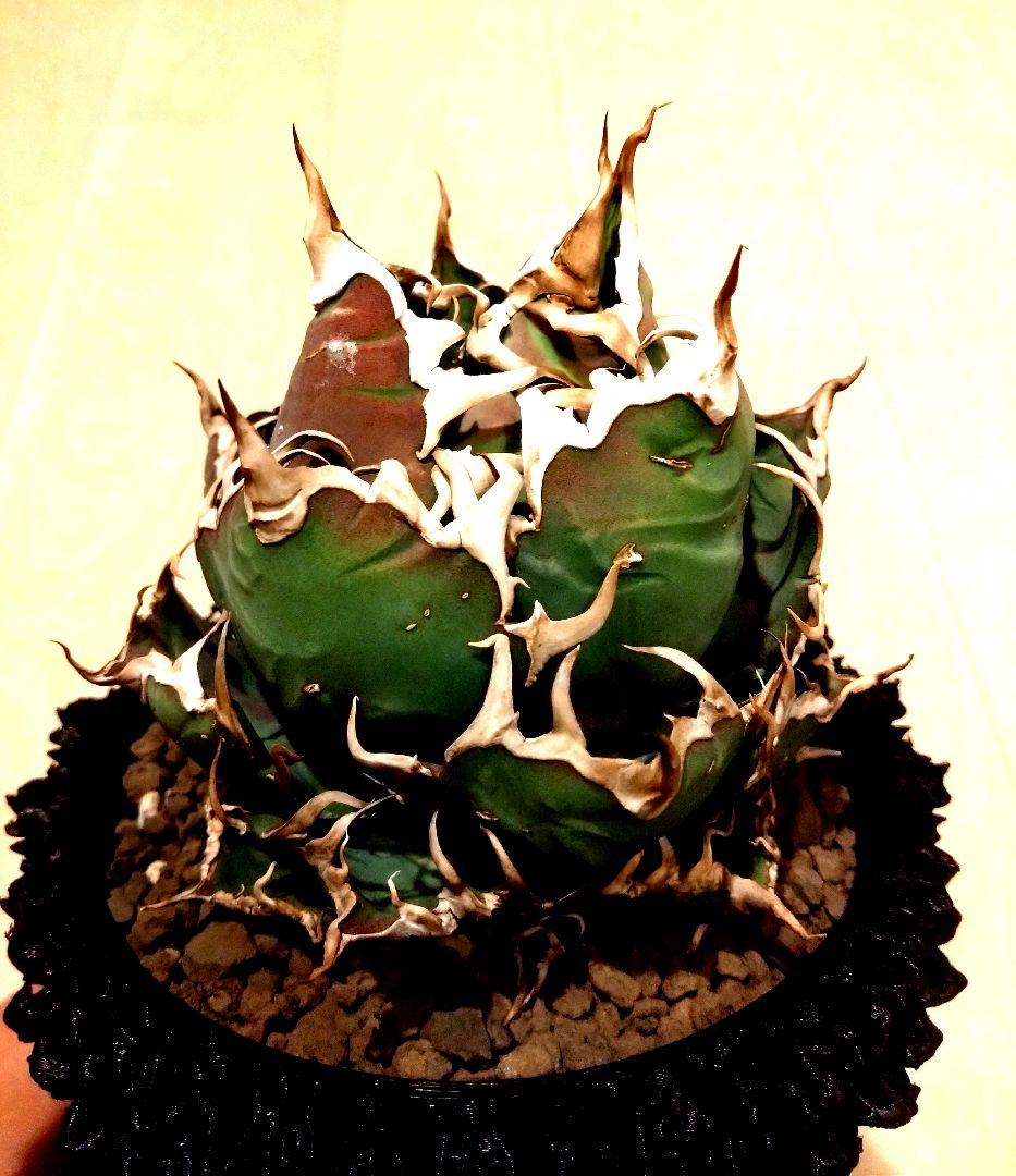 アガベ　チタノタ　シーザー　（凱撒）　選抜　オテロイ　特価