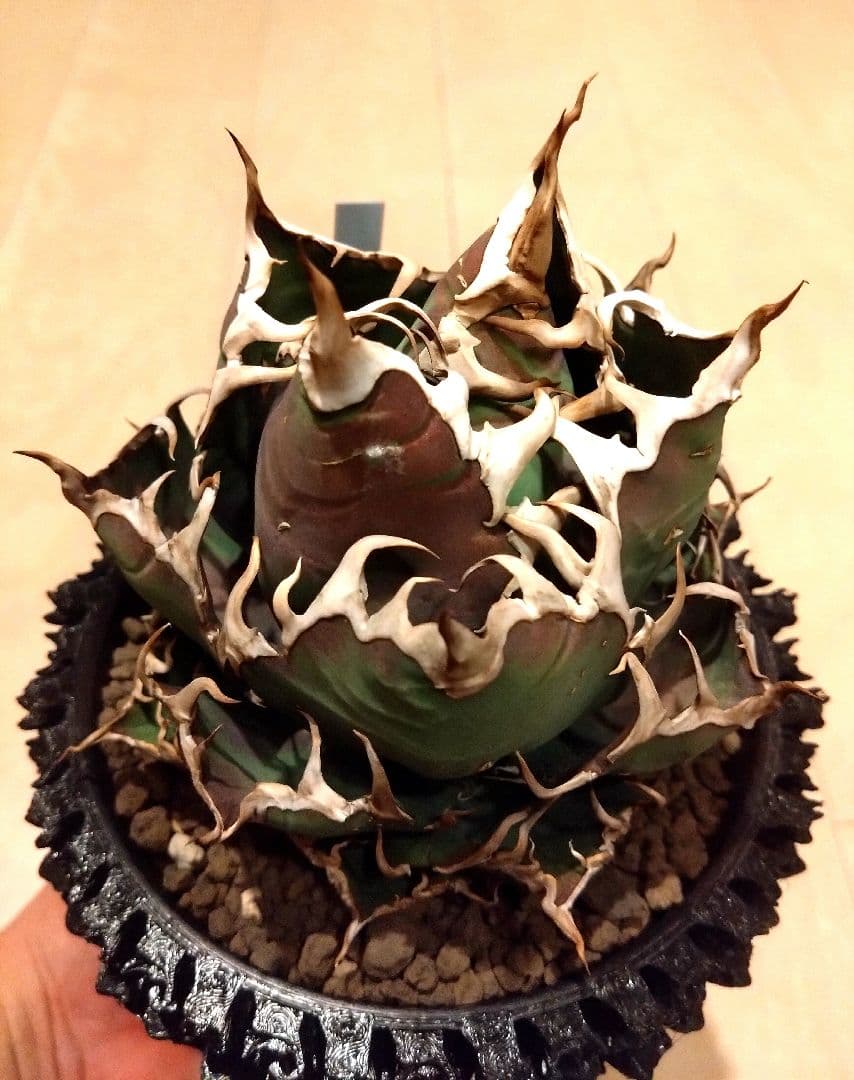 アガベ　チタノタ　シーザー　（凱撒）　選抜　オテロイ　特価