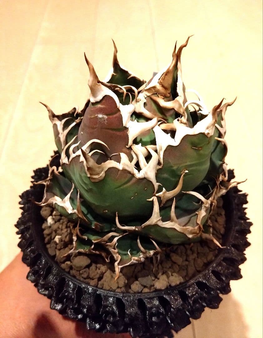 アガベ　チタノタ　シーザー　（凱撒）　選抜　オテロイ　特価