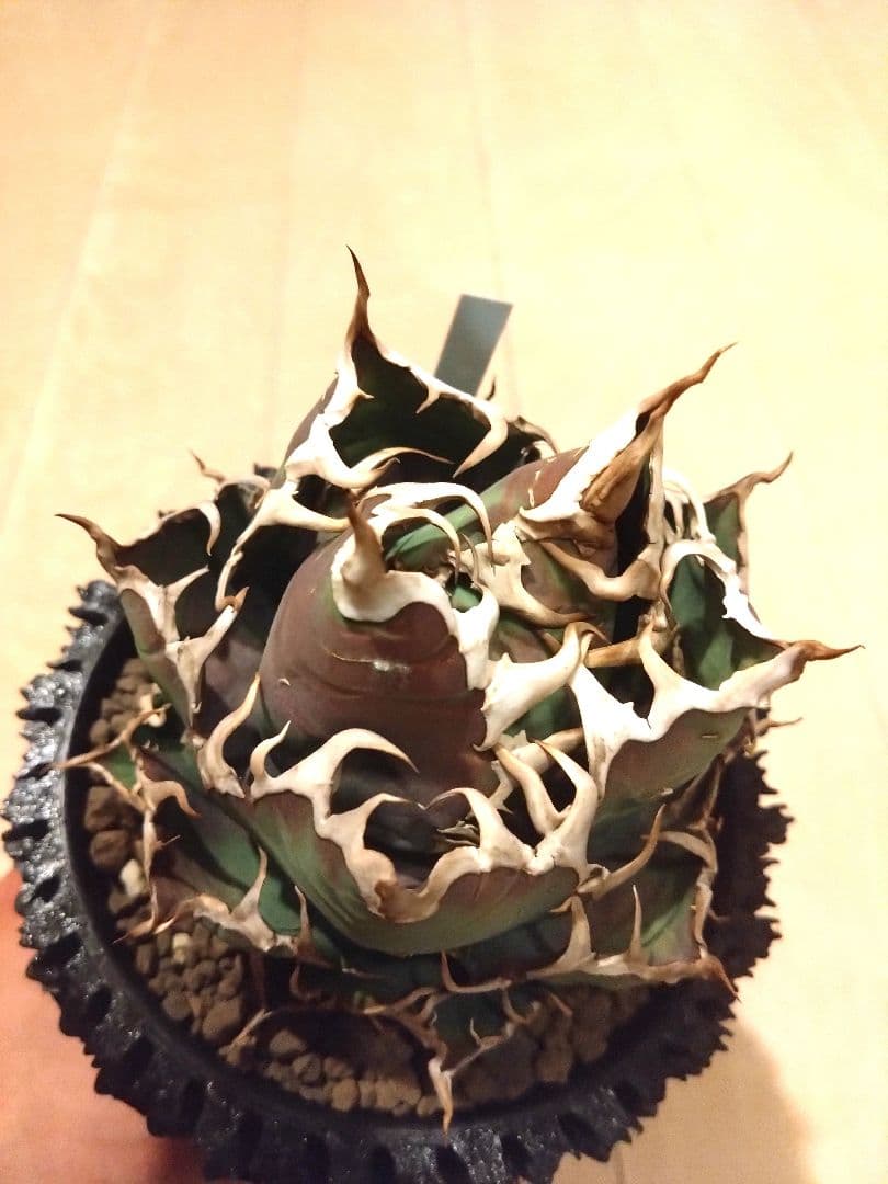 アガベ　チタノタ　シーザー　（凱撒）　選抜　オテロイ　特価