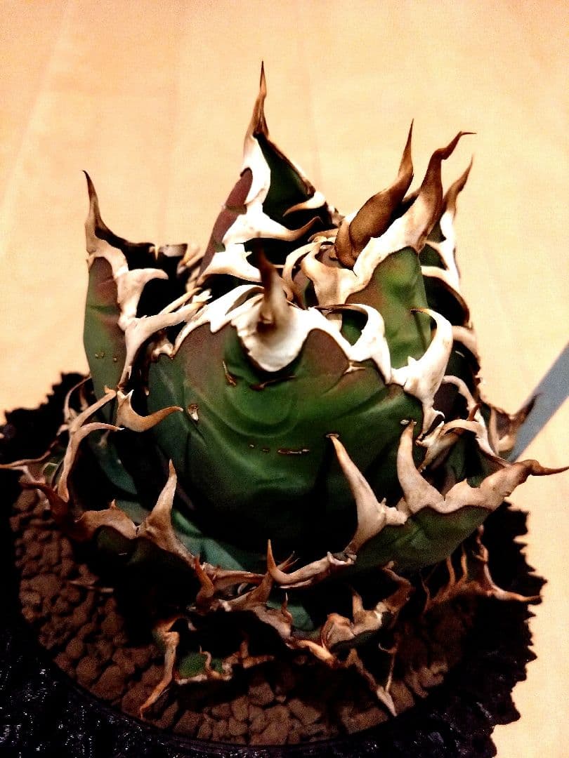 アガベ　チタノタ　シーザー　（凱撒）　選抜　オテロイ　特価