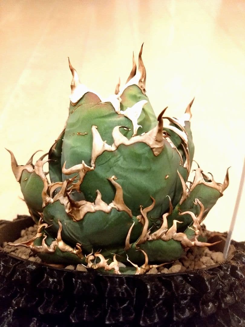 アガベ　チタノタ　シーザー　（凱撒）　選抜　オテロイ　特価