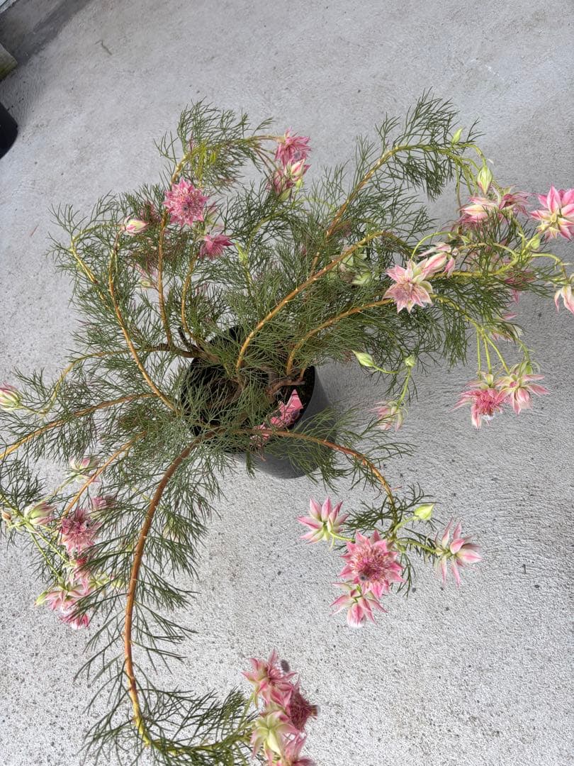 セルリア　プリティーインピンク　8号大株　2