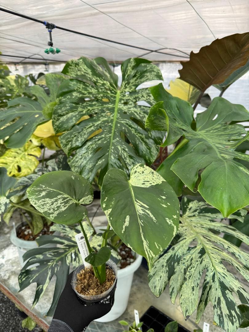 A5 モンステラ　デリシオーサ　ベトシオーサ　セレクトエディション斑入り