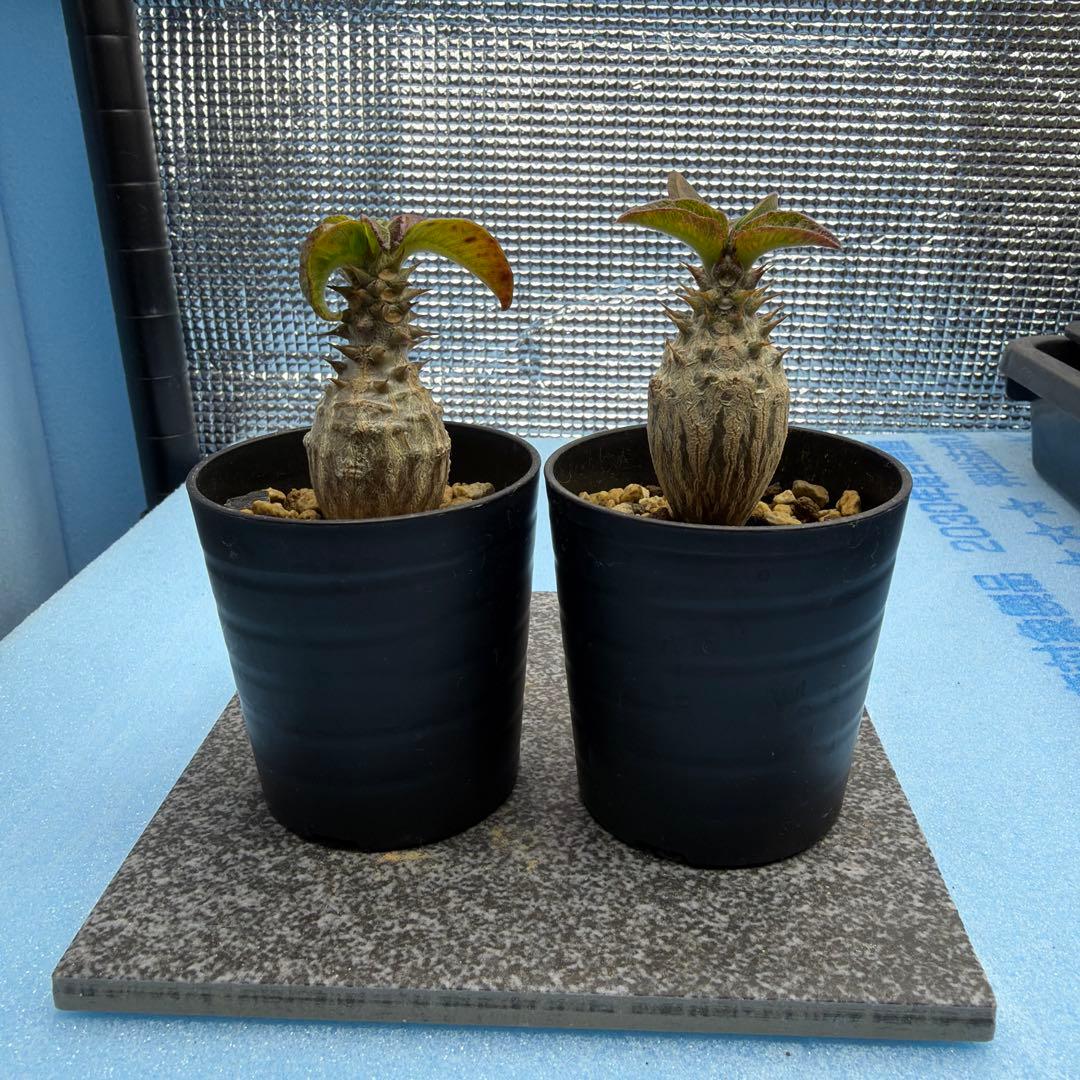 国内実生　パキポディウムウィンゾリー　　検索グラキリス