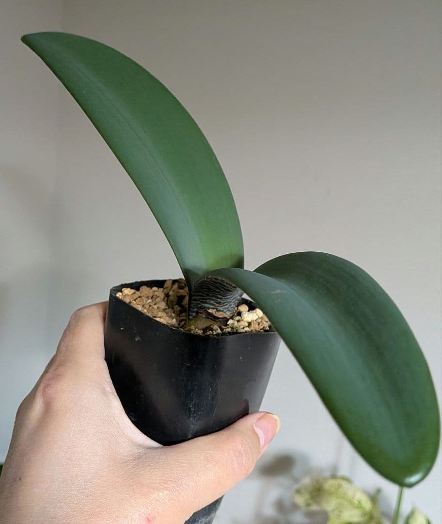 ハエマンサス　コッキネウス　実生株