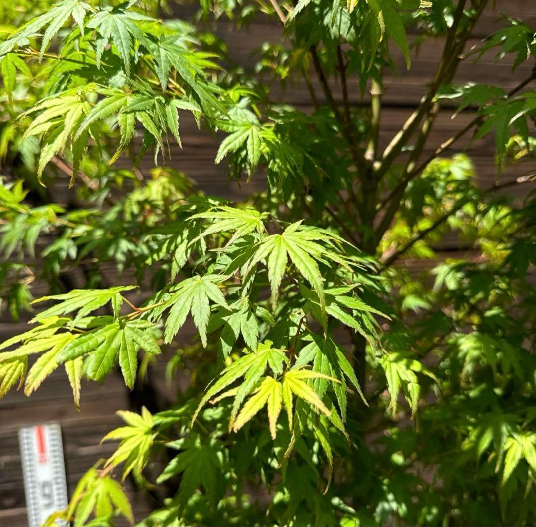 【専用】イロハモミジ/株立ち