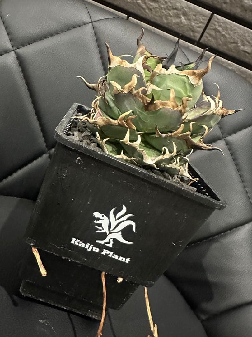 アガベ ハデス 親株 チタノタ