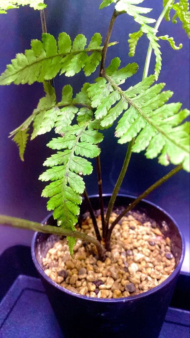 激レア！　アマミシダ　奄美大島固有種　現地採集株