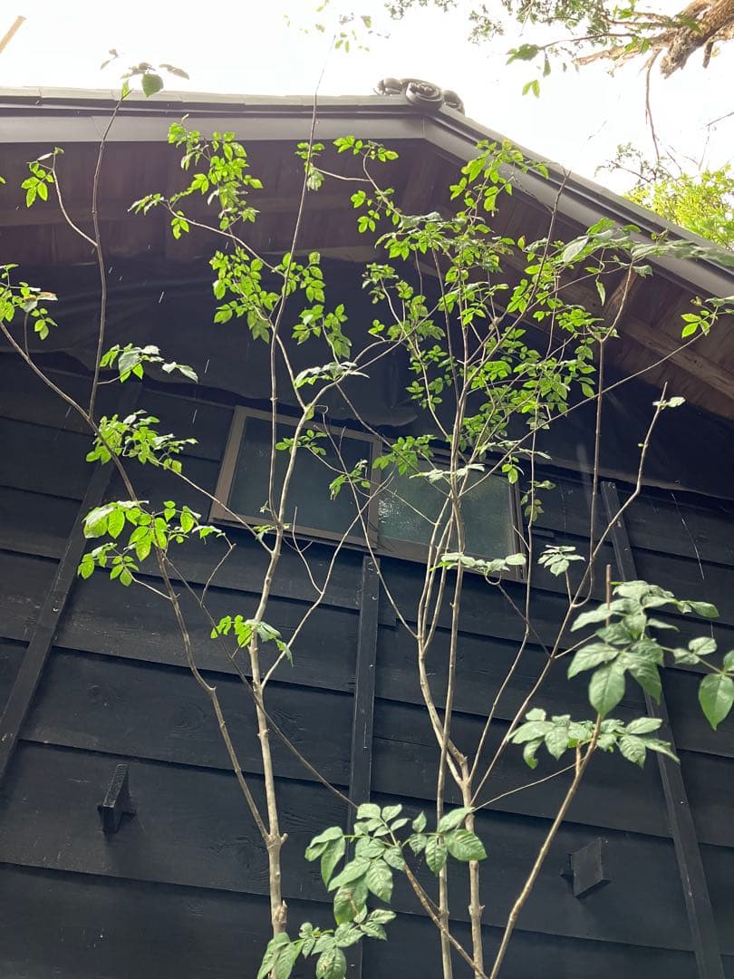 70 山採り　アオダモ