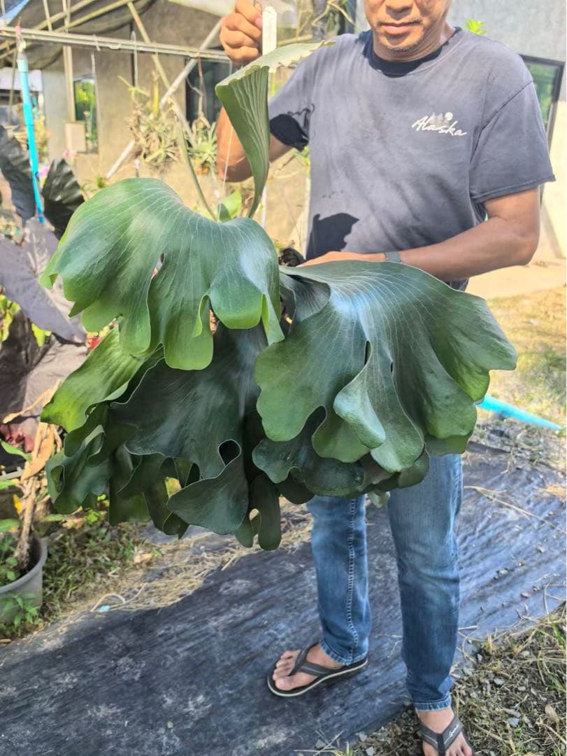 【byトンクラさん】P.Bangpung 子株　タイ輸入株