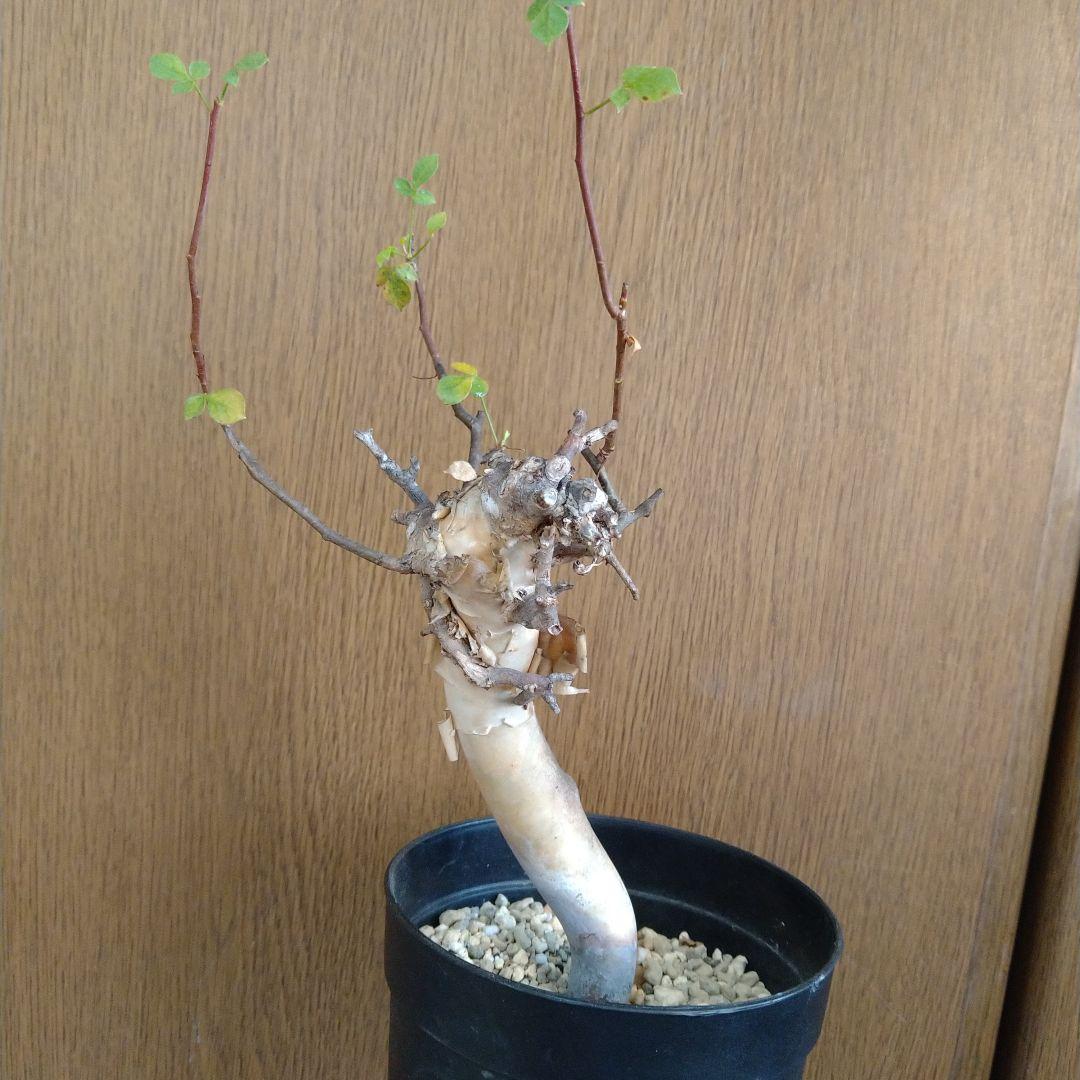 □入手困難 希少 現地球 コミフォラ 1