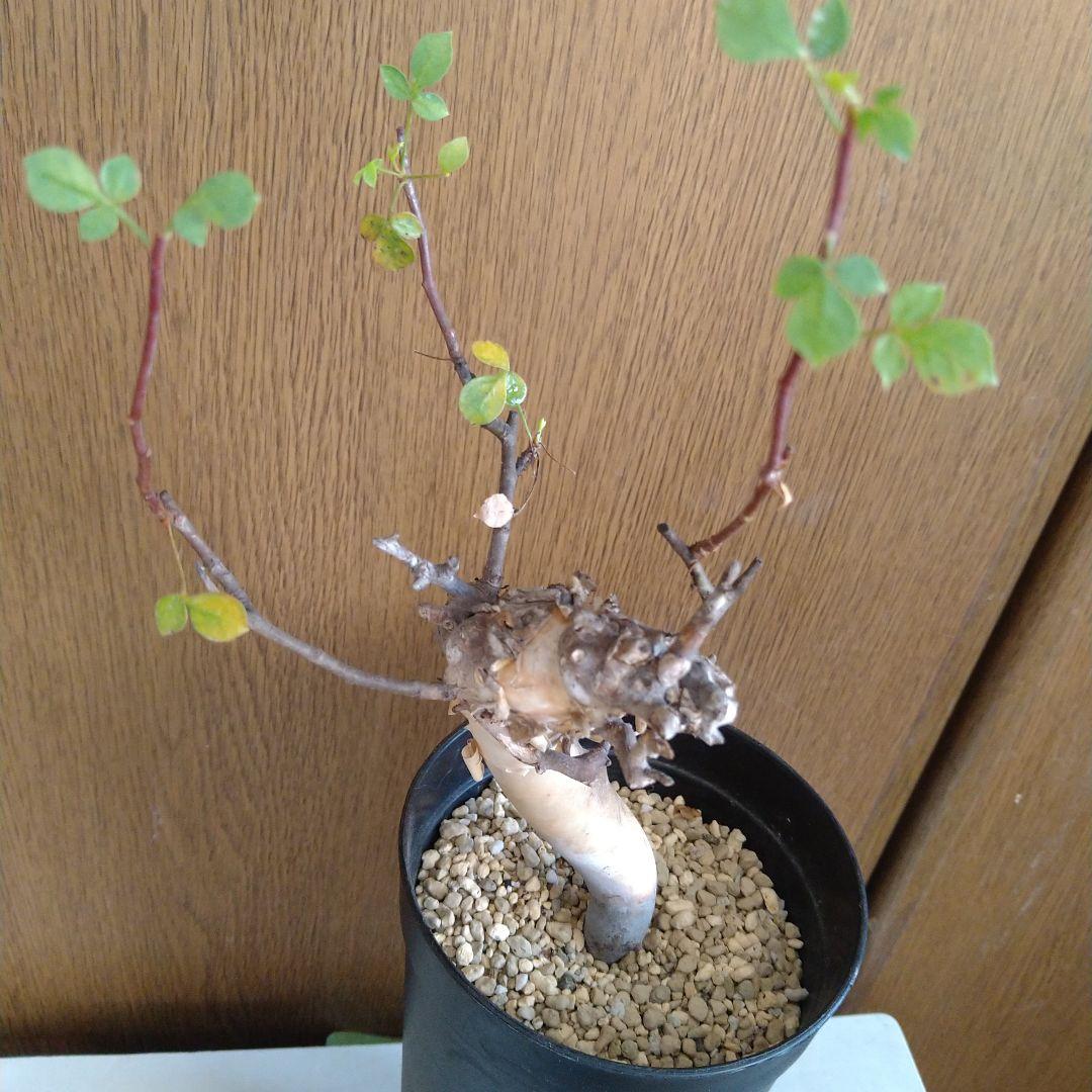 □入手困難 希少 現地球 コミフォラ 1