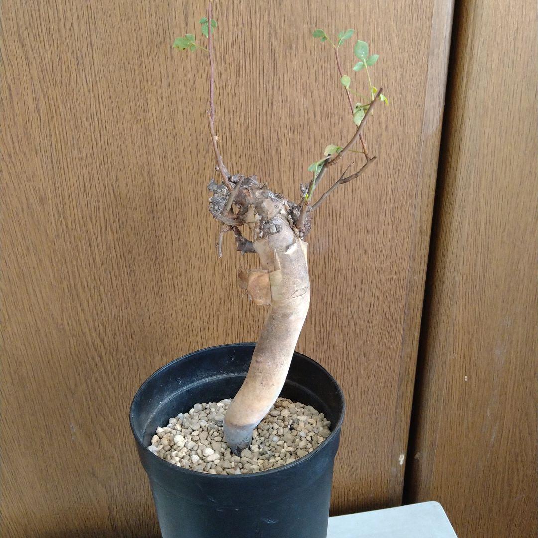 □入手困難 希少 現地球 コミフォラ 1