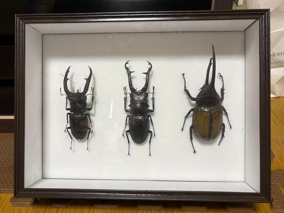 クワカブ　標本セット