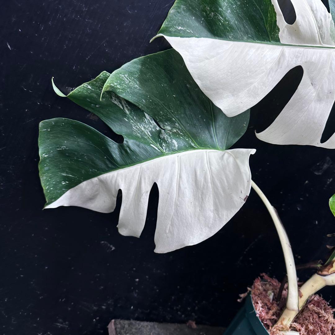 モンステラ斑入りハーフムーンホワイトタイガー極美斑入り　　 72cm