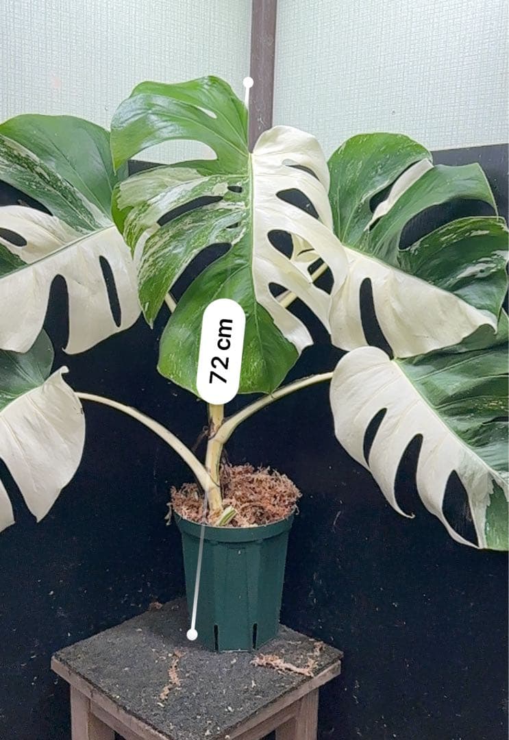モンステラ斑入りハーフムーンホワイトタイガー極美斑入り　　 72cm