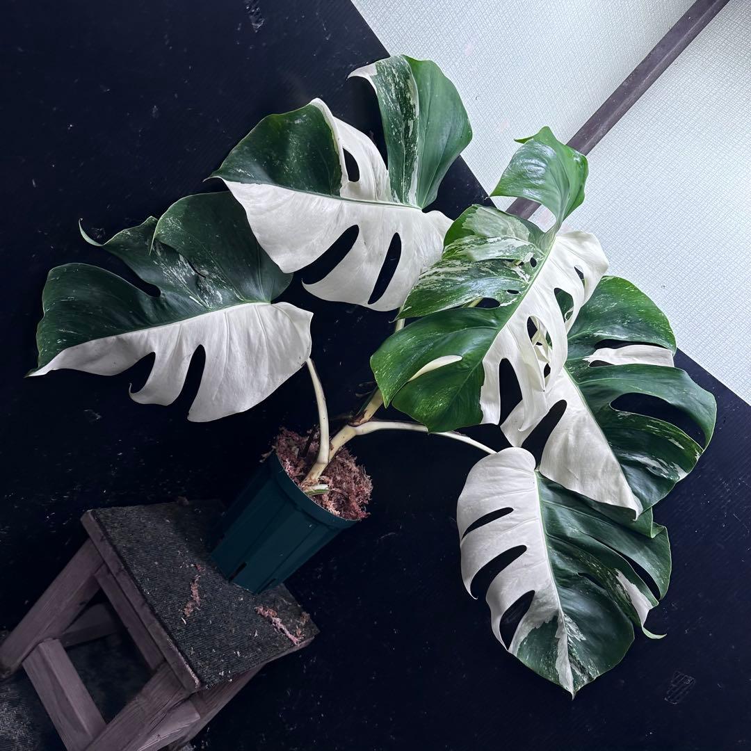 モンステラ斑入りハーフムーンホワイトタイガー極美斑入り　　 72cm