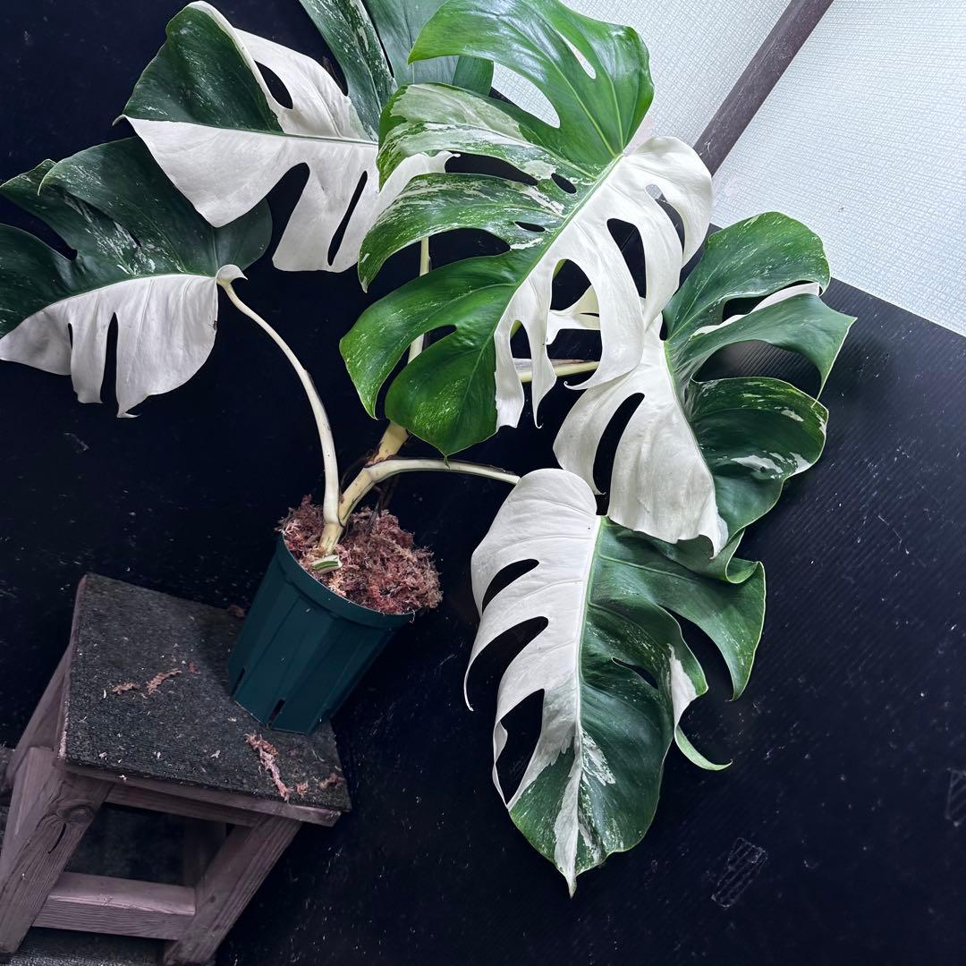 モンステラ斑入りハーフムーンホワイトタイガー極美斑入り　　 72cm