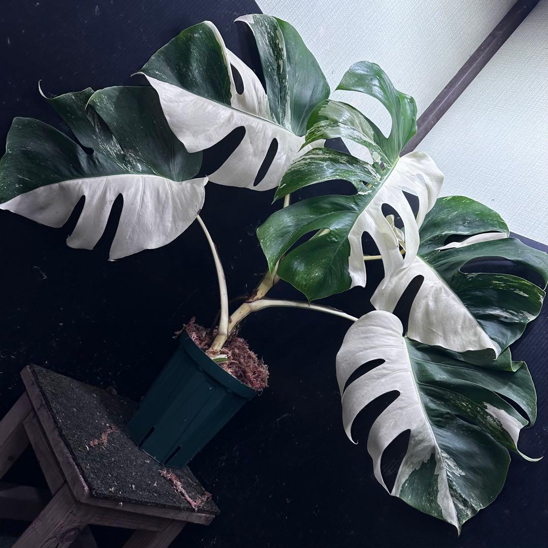 モンステラ斑入りハーフムーンホワイトタイガー極美斑入り　　 72cm