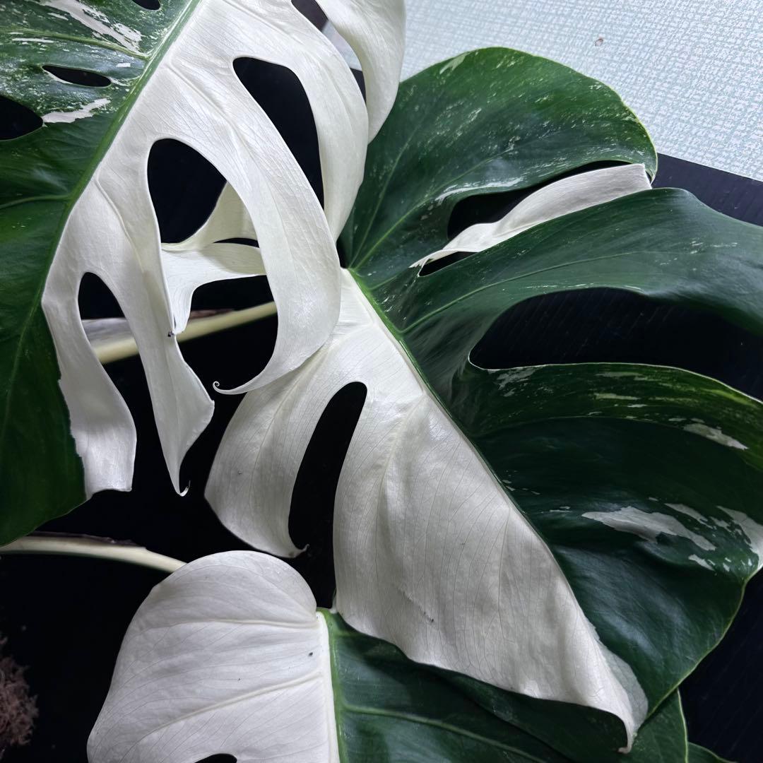 モンステラ斑入りハーフムーンホワイトタイガー極美斑入り　　 72cm