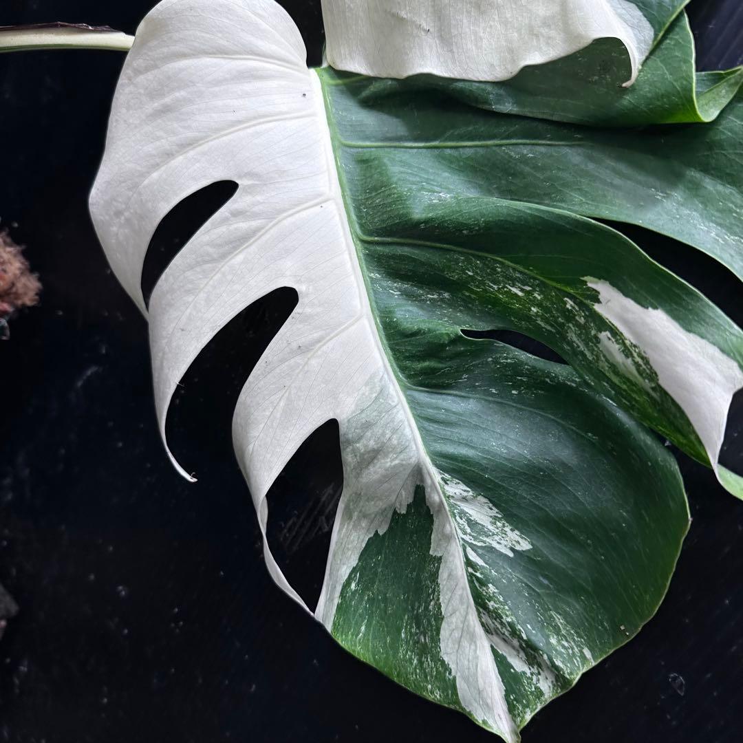 モンステラ斑入りハーフムーンホワイトタイガー極美斑入り　　 72cm