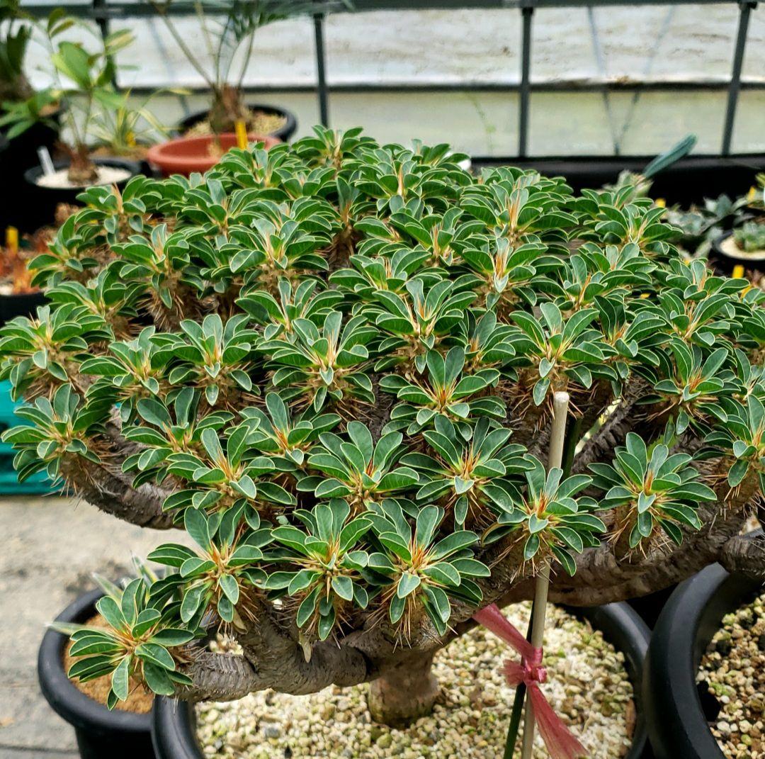 ユーフォルビア　ギラウミニアナ現地大株