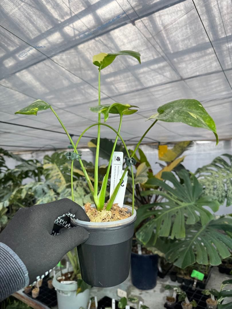 2モンステラ　タイコンステレーション　ミラクル　斑入り