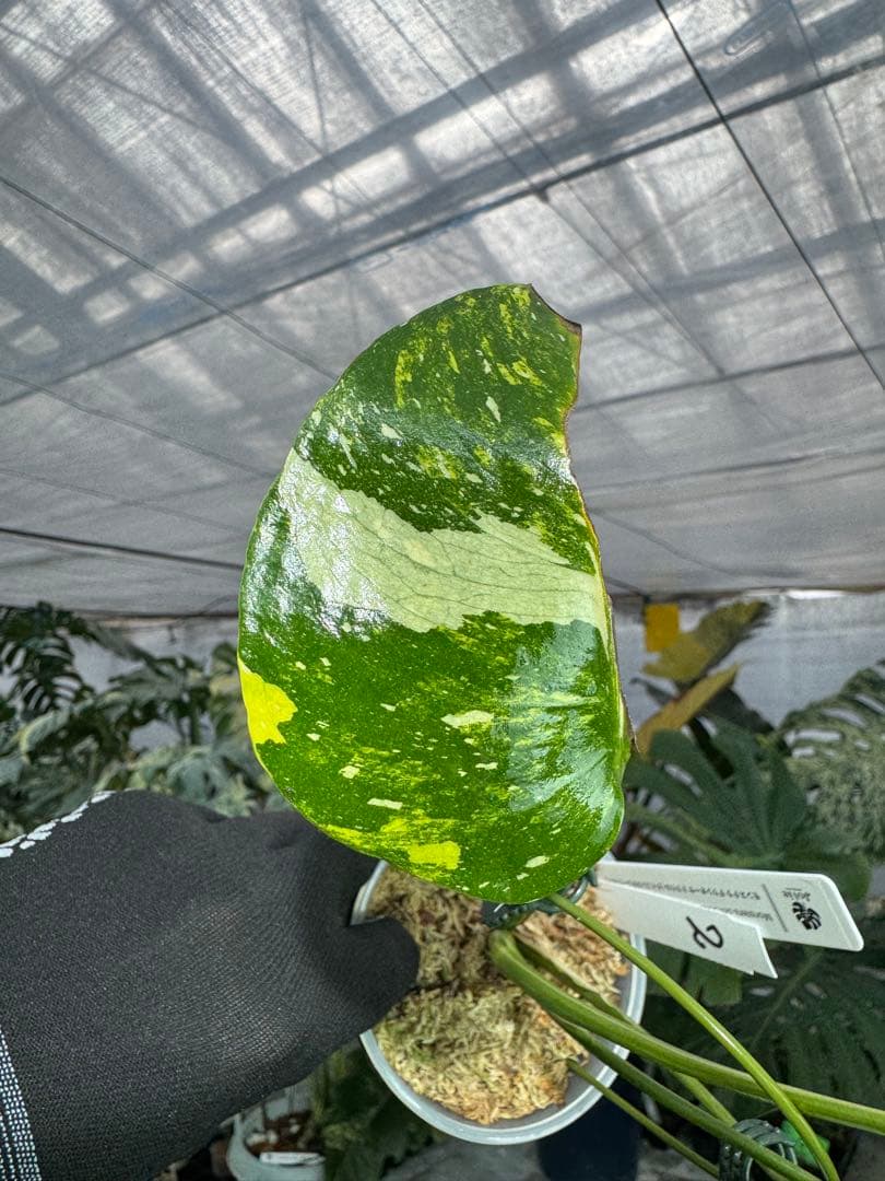 2モンステラ　タイコンステレーション　ミラクル　斑入り