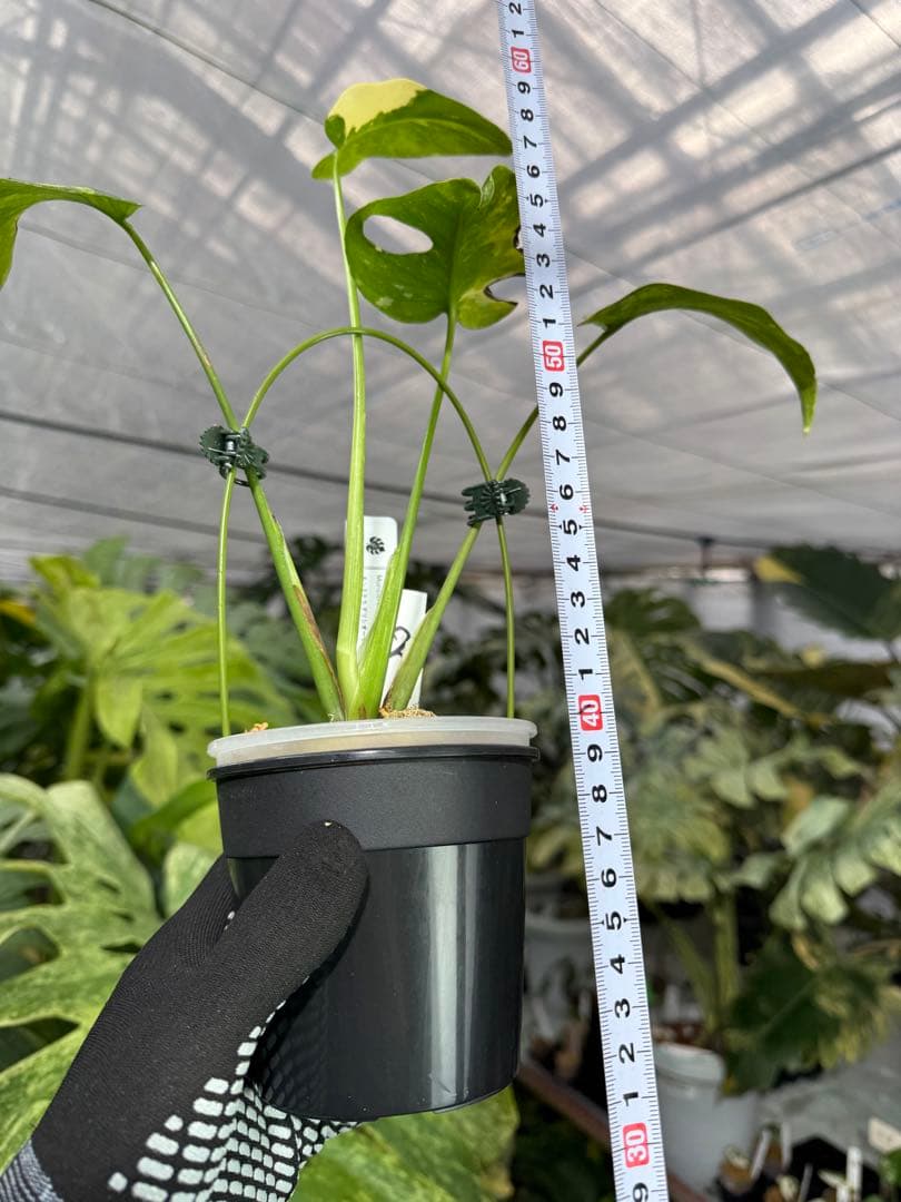 2モンステラ　タイコンステレーション　ミラクル　斑入り