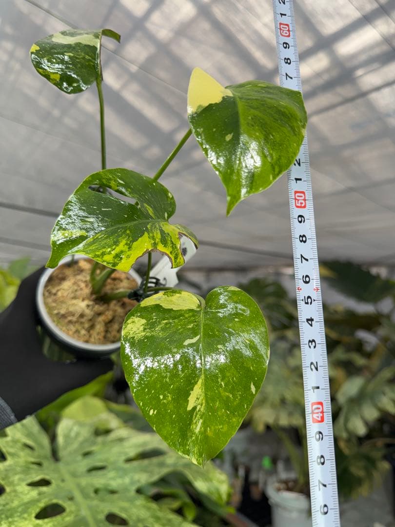 2モンステラ　タイコンステレーション　ミラクル　斑入り