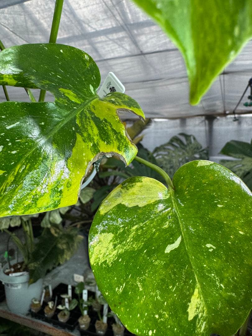 2モンステラ　タイコンステレーション　ミラクル　斑入り