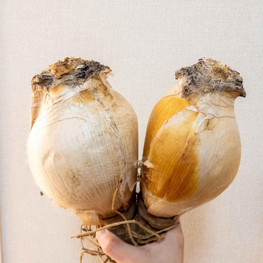 【激レア】 A ブーファン ハエマンソイデス 微発根済み 2頭 ダブルヘッド