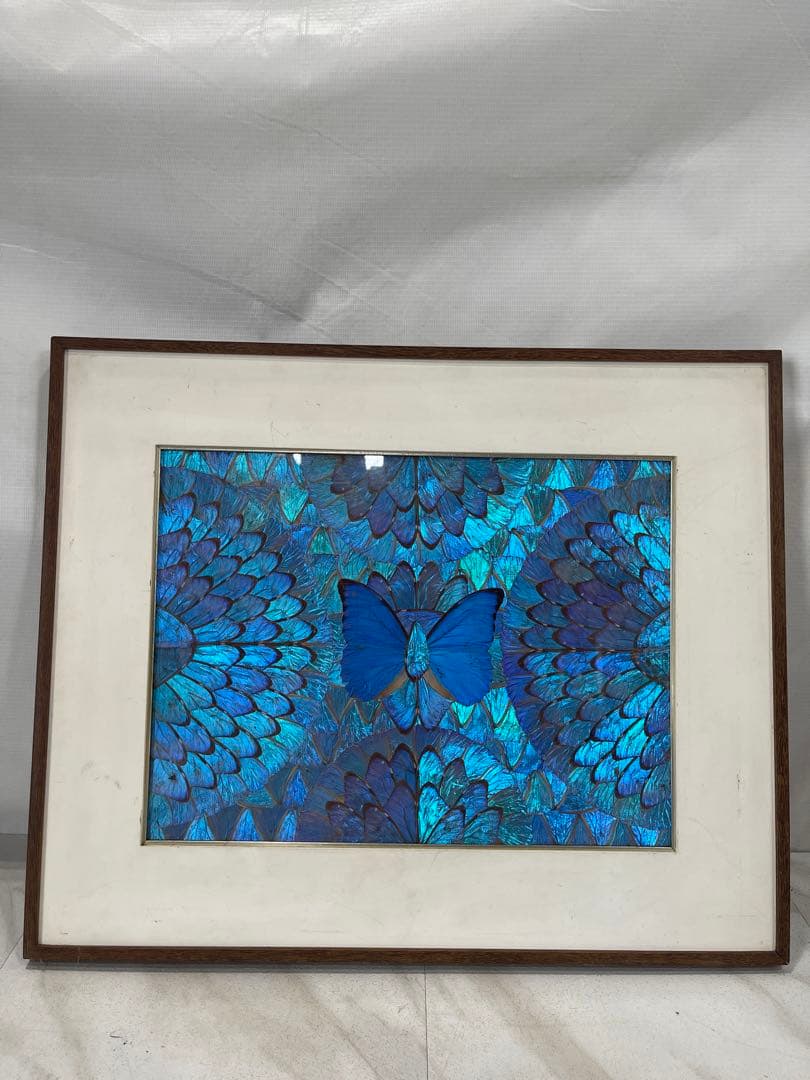 ハ2415 【中古品】裏シミ有り　表縁汚れ有り　ブラジルの青いモルフォ蝶の装飾画