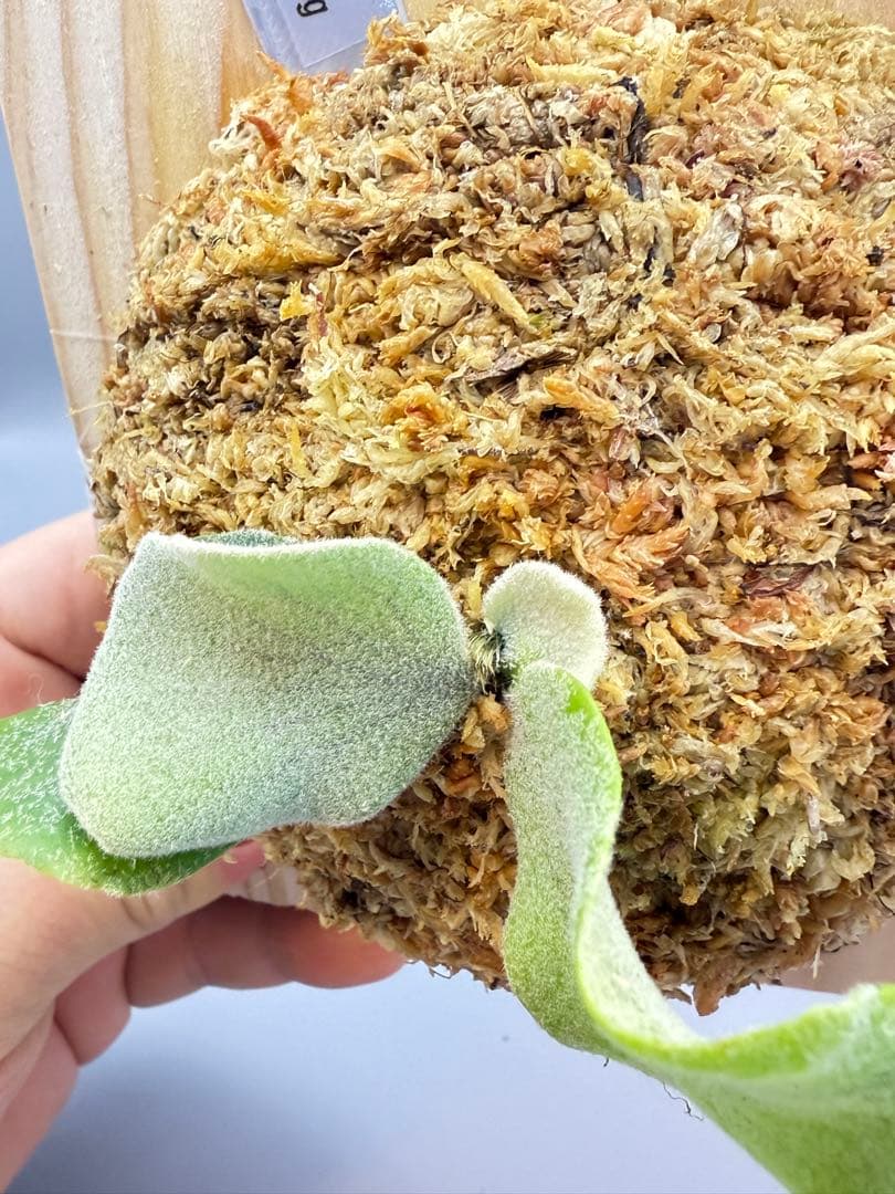 ビカクシダ P. OMG x Pearl Queen sporeling 交配種